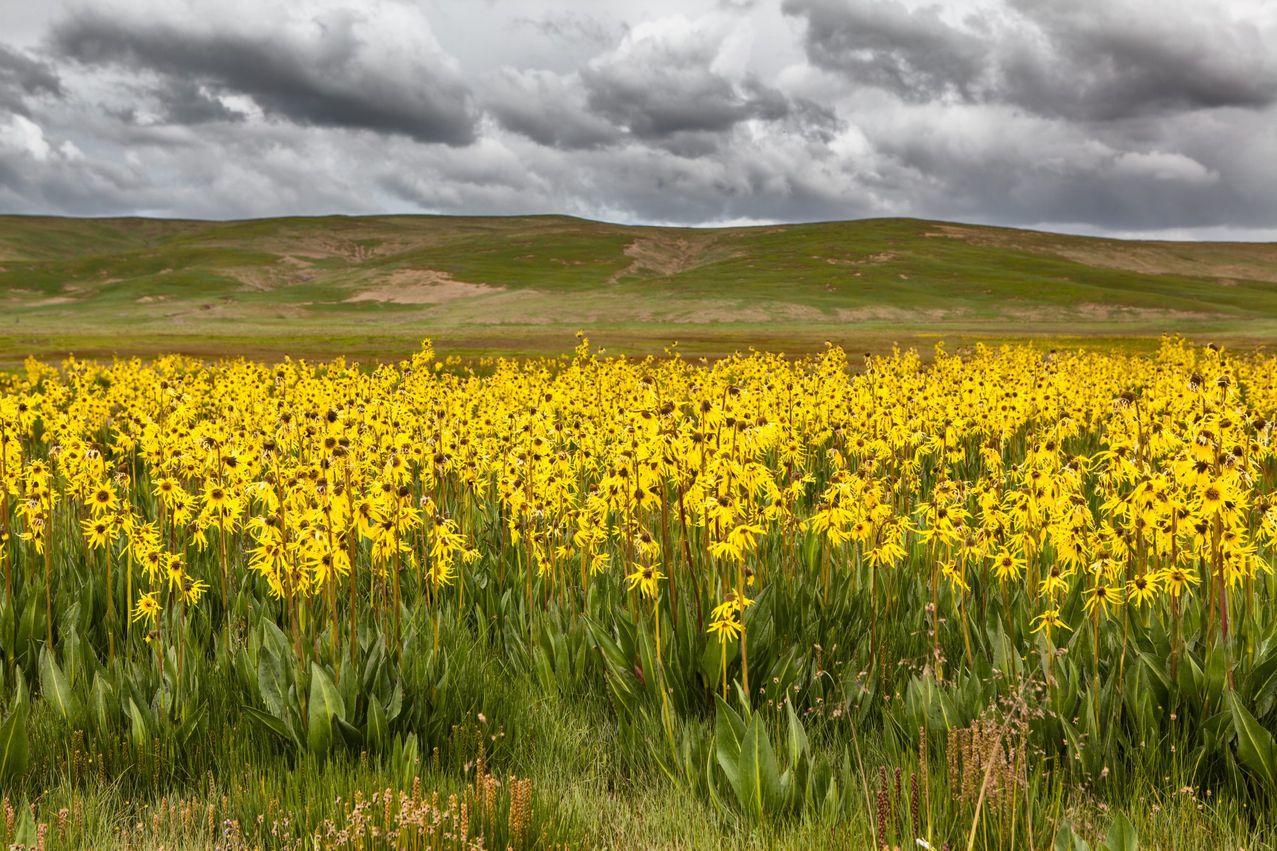 Sangke Grasslands