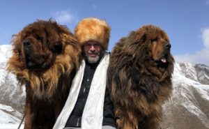 Tibetan mastiff