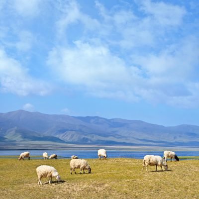 Qinghai Lake