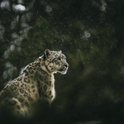 Snow Leopard in Qinghai