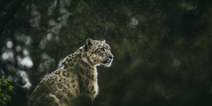 Snow Leopard in Qinghai