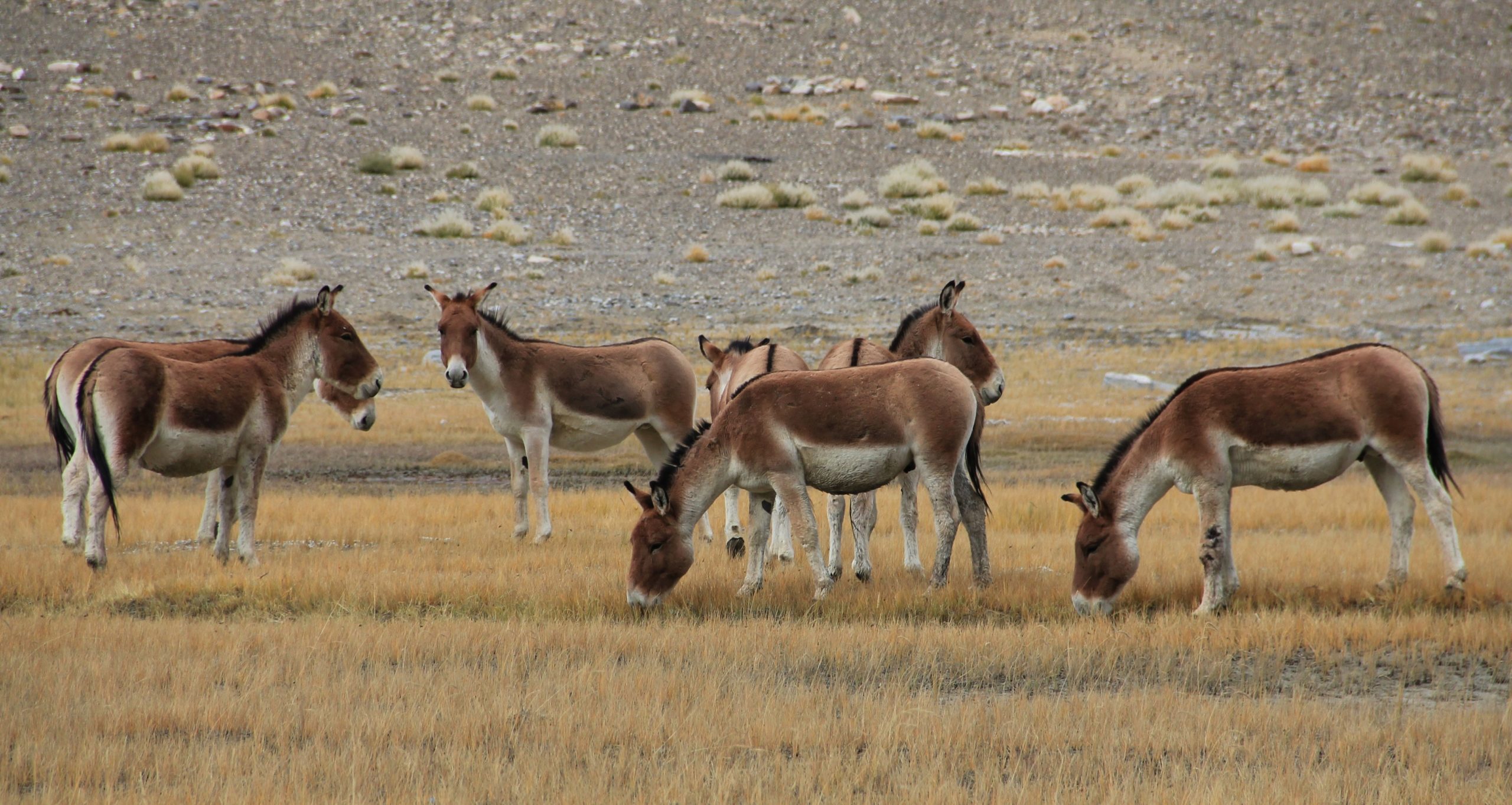 Wild Ass on the Tibetan Plateau