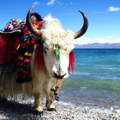Yak in Tibet