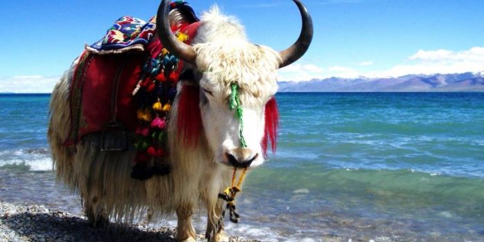 Yak in Tibet