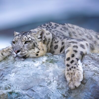 snow leopard in tibet